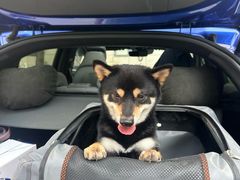 -爪吧宠物乐园 (温榆河示范区店)