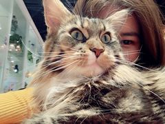 -猫小院猫主题餐厅(三里屯店)