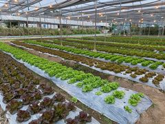 -Ohkajhu Organic Farm Sansai