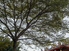 -青礁慈济宫