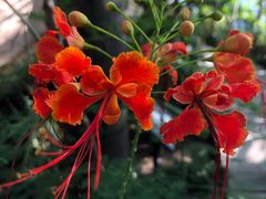 -北京植物园-展览温室