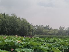 -前关湿地公园