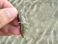 -北海金海湾红树林生态旅游区