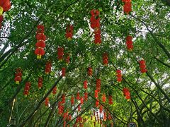 -大屏嶂森林公园