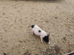 -前小桔亲子创意农场·草莓采摘·露营烧烤