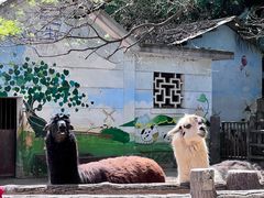 -昆明动物园