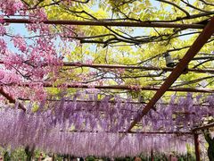 -嘉定紫藤园