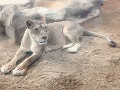 -清迈夜间动物园