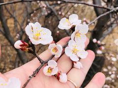 -北京西山国家森林公园