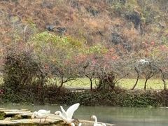 -靖西鹅泉风景区