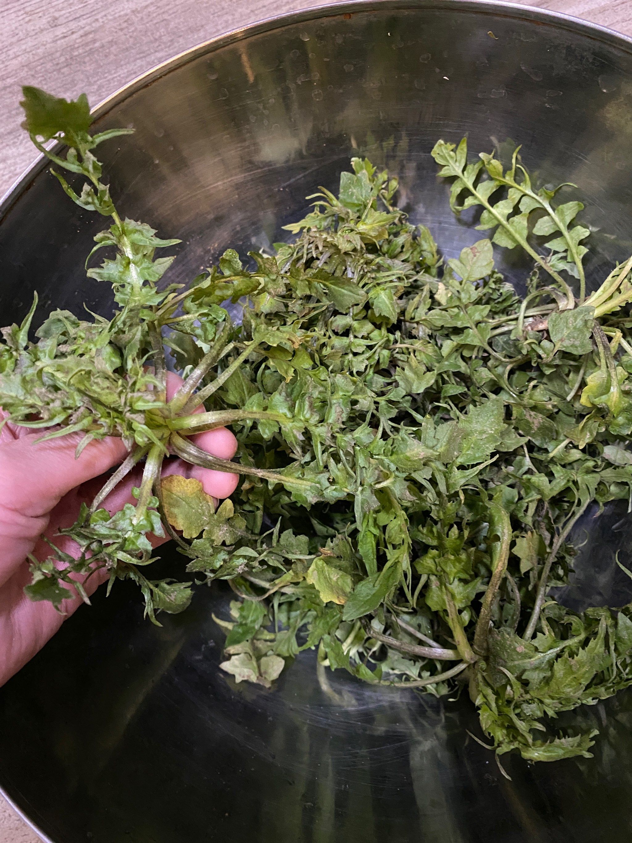 🌸荠菜——
又叫地菜