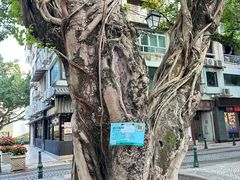 -澳门长洲糯米糍(柯打苏沙街店)