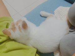 -lincat·猫舍(广州店)