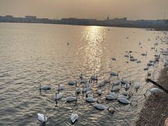 -烟墩角天鹅湖