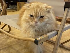 -猫咪派对(江南西店)