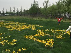 -杭州湾海上花田景区