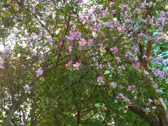 -稻香酒家·34年老字号·港式粤菜(侨光店)