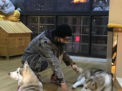 -Husky Go! 哈士奇体验馆·宠物咖啡厅狗咖