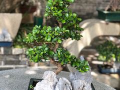 -资政大夫祠