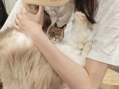 -楼上猫咖(罗湖店)