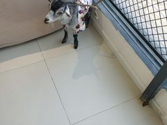 -怪兽屋·羊驼·猫咖·狗咖(俊华广场店)