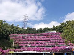 -深圳仙湖植物园