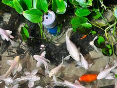 -正佳雨林生态植物园
