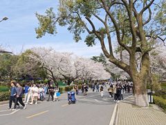 -武汉大学-樱园