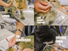 -伟伟宠物医院·CT影像中心·瑞派犬猫综合性门诊(汉口总院)