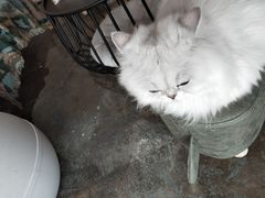 -喵屿·大理花园猫咖