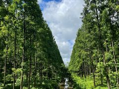 -黄海国家森林公园