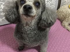 -北京观赏动物医院·24小时大型综合·猫专科·异宠专科