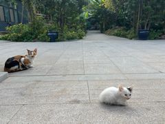 -西安大兴善寺