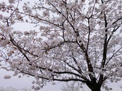 -顾村公园