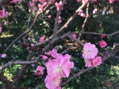 -梅花山(明孝陵内)