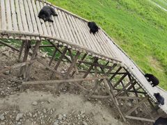 -黑瞎子岛探秘野熊园