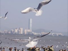 -深圳湾公园(南山区)