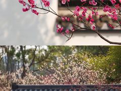 -梅花山(明孝陵内)