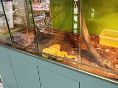 -上海大自然野生昆虫馆(东方明珠·爬宠昆虫探索中心)
