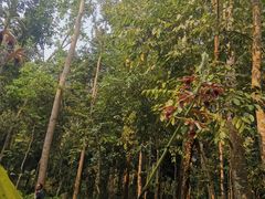 -中国科学院西双版纳热带植物园