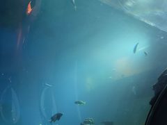 -海棠湾洲际-涛·海底餐厅·美人鱼·自助餐·海底隧道