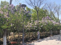 -大兴滨河森林公园