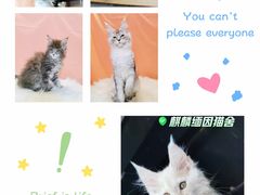 -70cat德文卷毛猫·缅因猫纯种猫舍