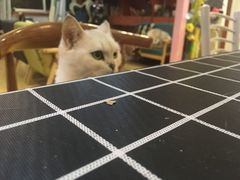 -万小咖.猫咖(中山路天虹店)