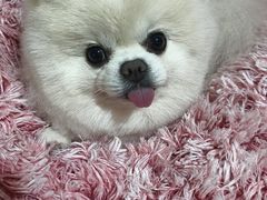 -辛巴宠物医疗中心·骨科·内分泌专科·心肾专科(亭林公园店)