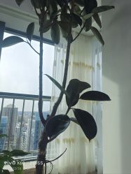 -HEYAN荷妍专业脱毛连锁机构