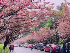 -铁山坪森林公园
