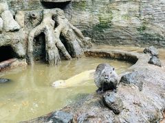 -海南热带野生动植物园