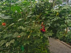 -南宫五洲植物乐园