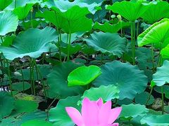 -山东政协大厦维景大酒店